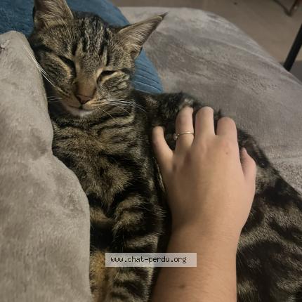 Photo 1/1 Chealsea Chat perdu à Marseille