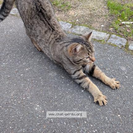 Photo 1/3 Chat trouvé Trouvé à Guyancourt