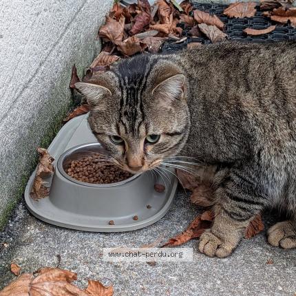 Photo 3/3 Chat trouvé Trouvé à Guyancourt