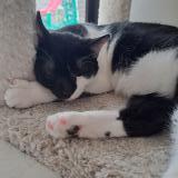 Photo de chat perdu à Plaintel