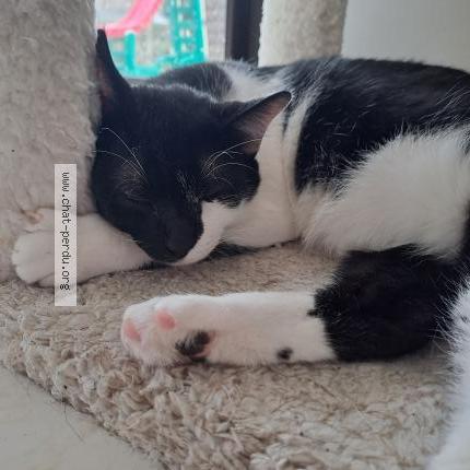 Photo 1/1 Bigdil Chat perdu à Plaintel