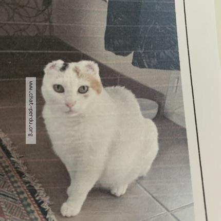 Photo 1/1 Neige Chat perdu à Poussan