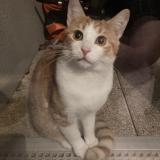 Photo de chat trouvé à Saint Jean De Braye