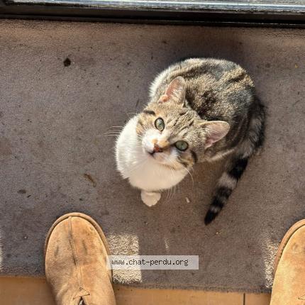 Photo 1/1 Momo Moïse Chat perdu à Petit roeulx lez nivelles