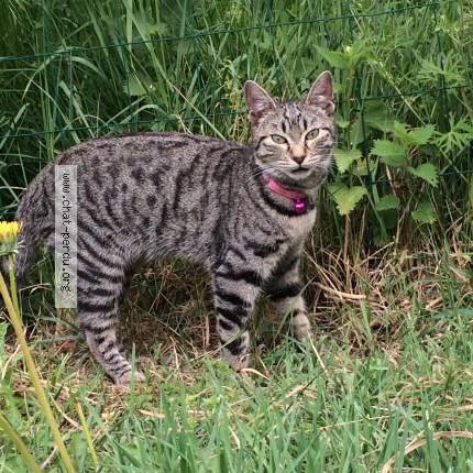 Photo 1/1 Chipie Chat perdu à Cagnotte