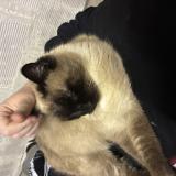 Photo de chat perdu à Carcassonne