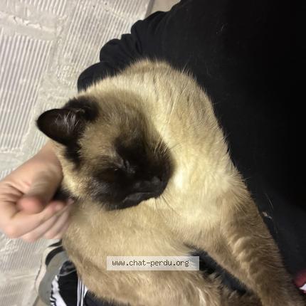 Photo 1/1 Sushi Chat perdu à Carcassonne