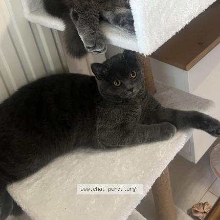 Photo 1/1 Chat retrouvé Perdu à Eschau