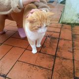 Photo de chat trouvé à Port Sainte Foy Et Ponchapt