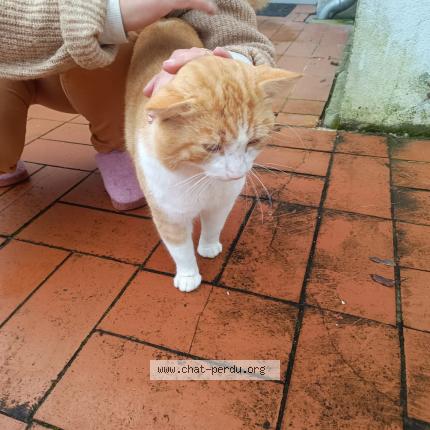 Photo 1/1 Chat trouvé Trouvé à Port sainte foy et ponchapt