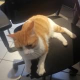 Photo de chat trouvé à Reze