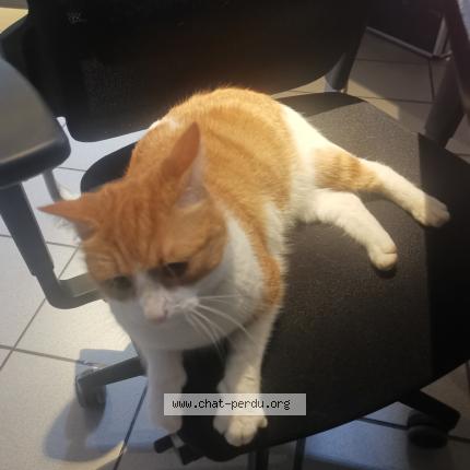 Photo 1/1 Chat trouvé Trouvé à Reze