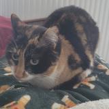 Photo de chat perdu à Toulouse