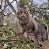 Photo de chat perdu à Hyeres