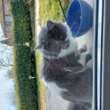 Photo de chat trouvé à Rochetoirin