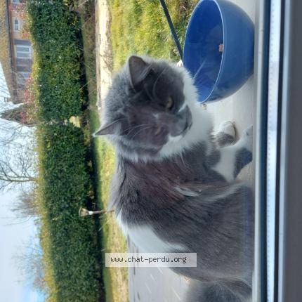 Photo 1/1 Chat trouvé Trouvé à Rochetoirin