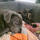 Photo de chat perdu à Savigne L Eveque