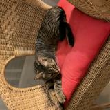 Photo de chat perdu à Lignol