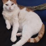 Photo de chat perdu à Saint Pierre Des Corps