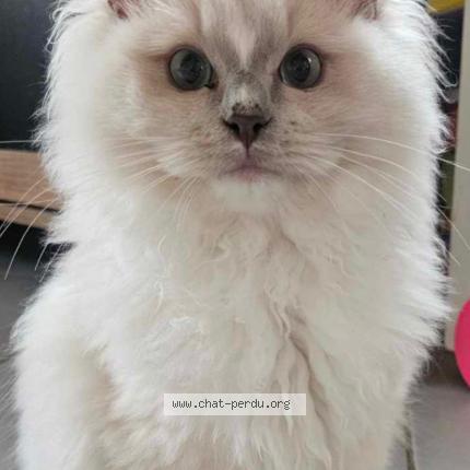 Photo 1/1 Tsuki Chat perdu à Meyzieu