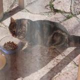 Photo de chat trouvé à Gap