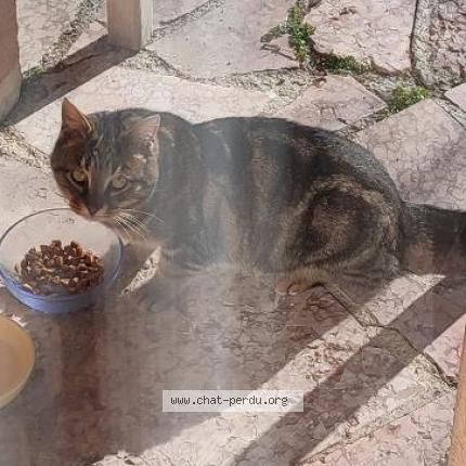Photo 1/1 Chat trouvé Trouvé à Gap