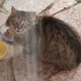 Photo de chat trouvé à Gap