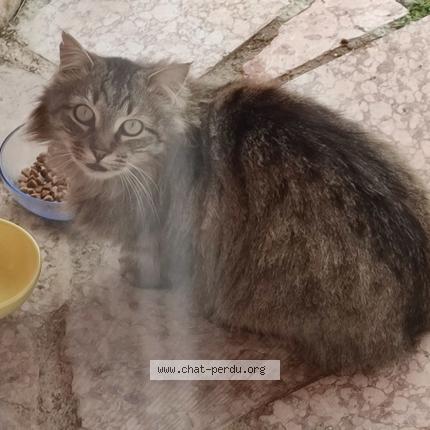 Photo 1/1 Chat trouvé Trouvé à Gap