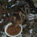 Photo de chat trouvé à Gap