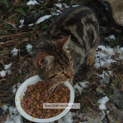 Photo 1/2 Chat trouvé Trouvé à Gap