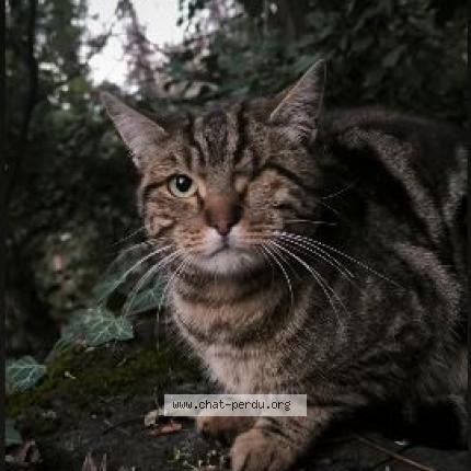 Photo 2/2 Chat trouvé Trouvé à Gap