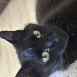 Photo de chat trouvé à Morieres Les Avignon