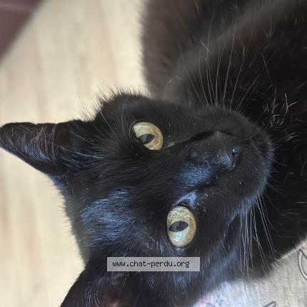 Photo 1/1 Chat trouvé Trouvé à Morieres les avignon