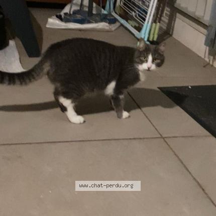 Photo 1/1 Va&iuml;ana Chat perdu à Sollies pont