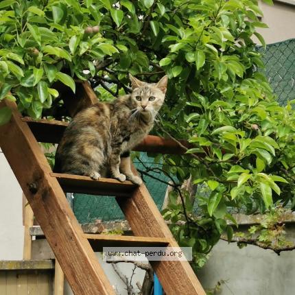 Photo 1/1 Ostara Chat perdu à Val de moder