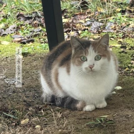 Photo 1/1 Chat trouvé Trouvé à La Courneuve