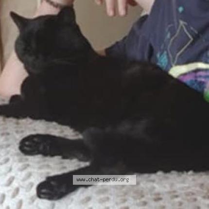 Photo 1/1 Chat retrouvé Perdu à Maze