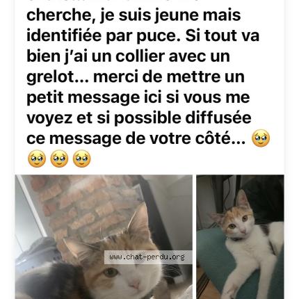 Photo 1/1 Moon Chat perdu à Boucau