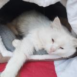 Photo de chat trouvé à St Seurin Sur L Isle