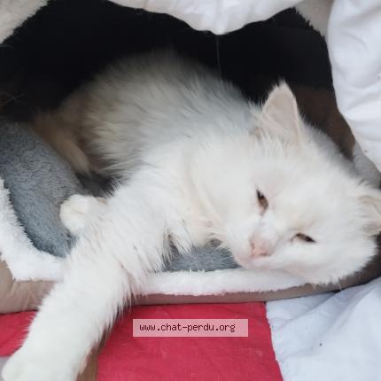 Photo 1/1 Chat trouvé Trouvé à St seurin sur l isle