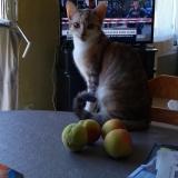 Photo de chat perdu à Voulementin