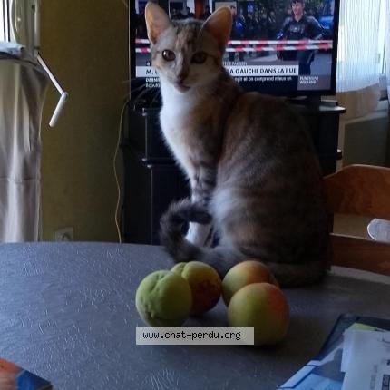 Photo 1/1 Bella Chat perdu à Voulementin