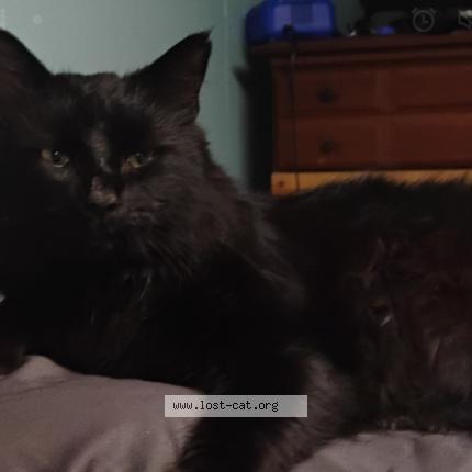 Photo 1/1 Rex Chat perdu à Trafford