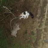 Photo de chat trouvé à Le Pre Saint Gervais