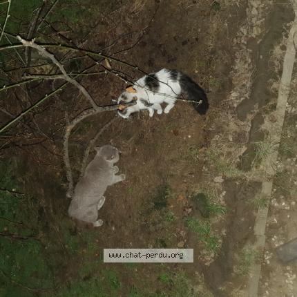 Photo 1/1 Chat trouvé Trouvé à Le pre saint gervais