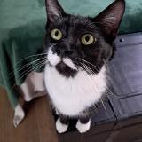 Photo de chat perdu à Pretoria