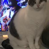 Photo de chat perdu à Yves