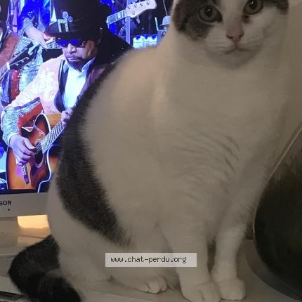 Photo 1/1 Nahla Chat perdu à Yves
