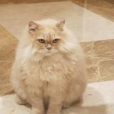 Photo de chat retrouvé à Pune