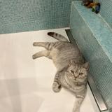 Photo de chat perdu à Neuilly